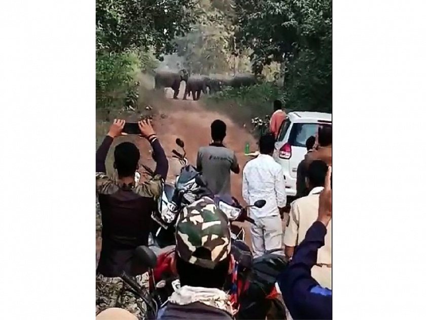 Wild elephant herd entered in Bhandara district now; Stay in the Mohghata jungle | आता जंगली हत्तींची भंडारा जिल्ह्यात दहशत; मोहघाटा जंगलात मुक्काम