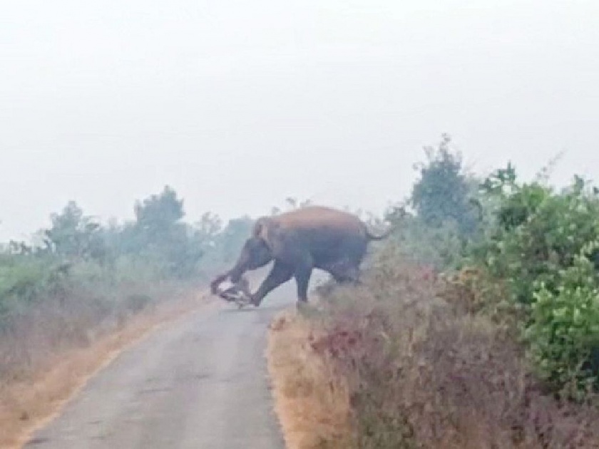 wild elephant threw and crushed the bike like a football, video viral; incident in lakhandur tehsil of bhandara dist | अन् हत्तीने फूटबॉलसारखी उडविली दुचाकी; थरारक Video सोशल मीडियावर व्हायरल