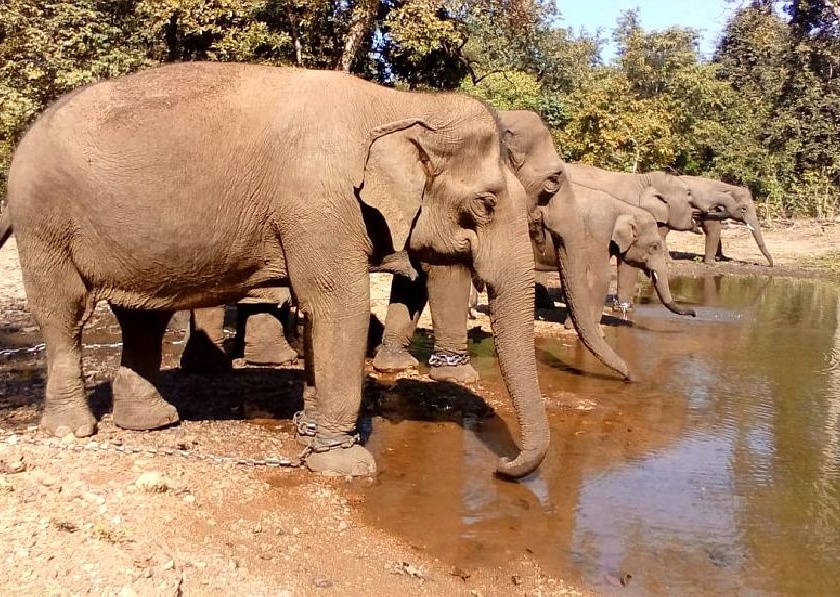 people opposition to shifting elephants of kamlapur camp from Maharashtra to Gujarat | हा तर कमलापूर हत्ती कॅम्प बंद करण्याचाच डाव.. स्थलांतरणावरून पुन्हा नागरिकांमध्ये वाढतोय रोष