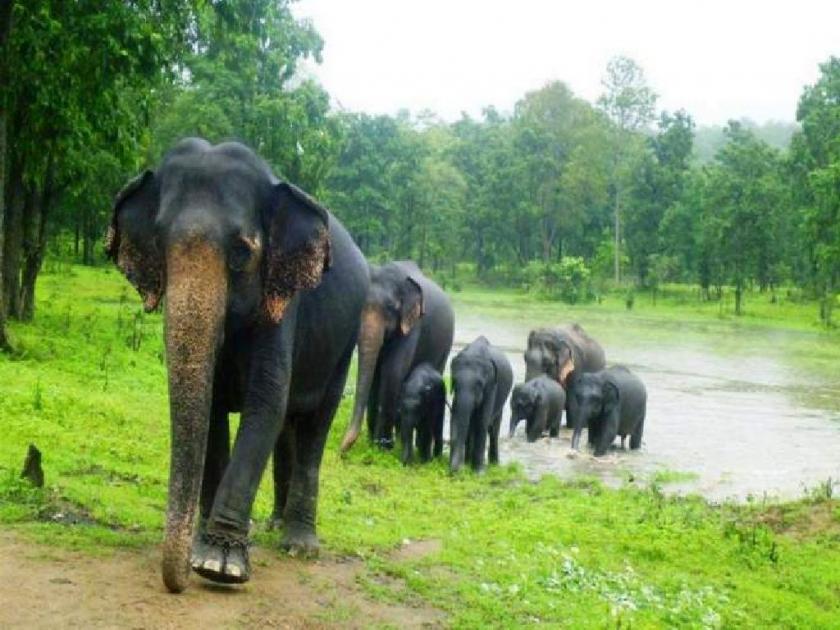 The remaining elephants will remain in Gadchiroli for now; State Govt Information in High Court | उर्वरित हत्ती सध्या गडचिरोलीतच राहतील; राज्य सरकारची उच्च न्यायालयात माहिती