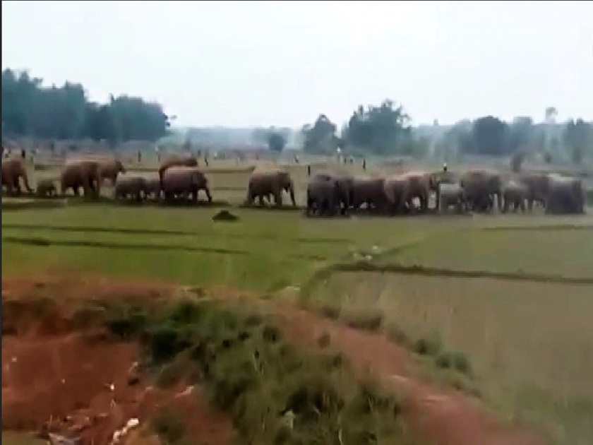 Screaming herds of elephants set off for the forest; Many experienced the thrill in Rampuri Shivar of Lakhani taluka | Video : चित्कार करीत हत्तींचा कळप जंगलाकडे रवाना; अनेकांनी अनुभवला थरार