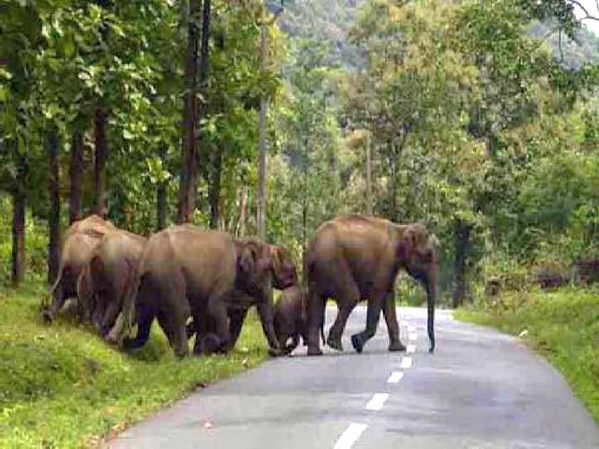 wild elephants herd returns back from bhandara district, citizen breathed a sigh of relief | अखेर जंगली हत्तींचा कळप जिल्ह्याबाहेर; नागरिकांनी सोडला सुटकेचा नि:श्वास