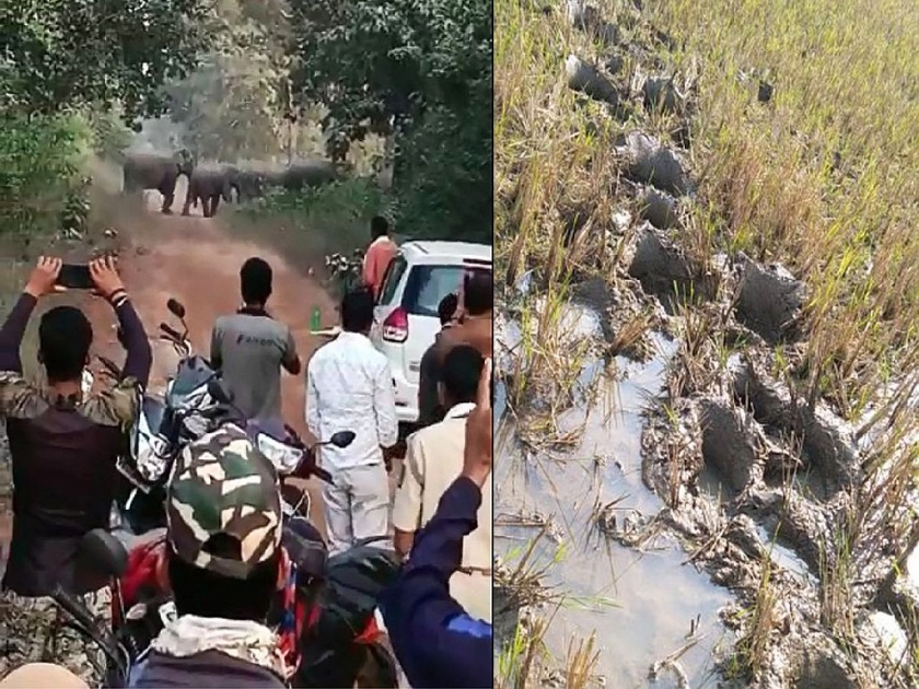 elephants herd reaches to Baradkinhi forest of Bhandara by trampling the paddy crops; big loss to farmers | धान पीक तुडवत हत्तींचा कळप पोहोचला बरडकिन्ही जंगलात; शेतकऱ्यांचे मोठे नुकसान