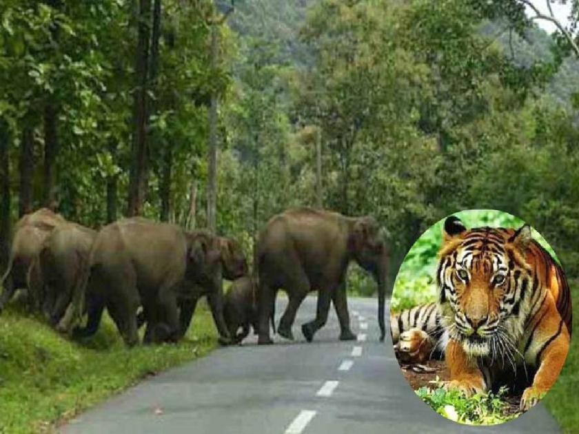 Plans to release two tigers stopped due to the arrival of wild elephants in Bhandara dist | हत्तींच्या आगमनामुळे थांबले दोन वाघिणींना सोडण्याचे नियोजन!