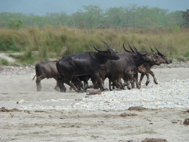 It's new to hear ..! A herd of buffaloes saved the life of a cowherd | ऐकावे ते नवलच..! म्हशींच्या कळपाने वाचविले गुराख्याचे प्राण
