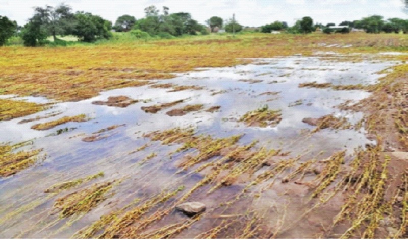 Over 17 lakh hectares of crops destroyed due to heavy rains marathwada affected most pdc | Heavy Rain in Maharashtra : अतिवृष्टीने तब्बल १७ लाख हेक्टरवरील पिकांची नासाडी