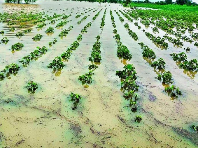 103 hectares of agriculture lost due to heavy rains in Pune district | पुणे जिल्ह्यात जोरदार पावसामुळे १०३ हेक्टर शेतीचे नुकसान