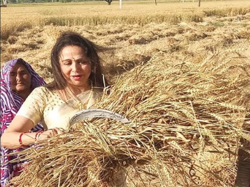 lok sabha election 2019 Hema Malini in full campaign mode, seen working in field with workers harvesting wheat crop | प्रचारकी फंड्यांना प्रारंभ!