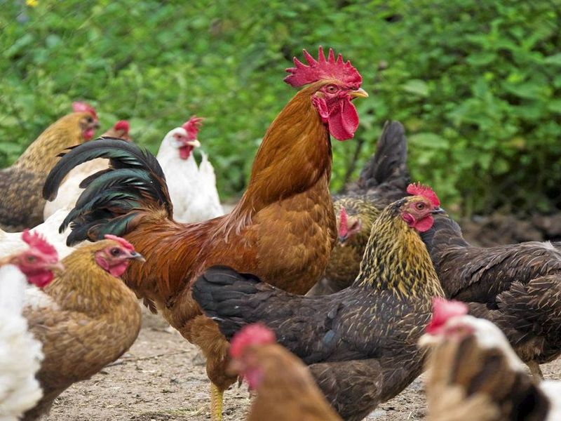 Government Say, do hen's post mortem! | अजब सरकारचे गजब फर्मान; म्हणे, गारपिटीत मृत झालेल्या कोंबड्यांचे पोस्टमार्टम करा!