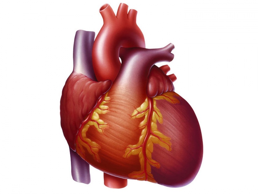 Interesting things you do not know about the heart | हृदयाबद्दल 'अशा' इंटरेस्टिंग गोष्टी ज्या तुम्हाला माहीत नसतील, वाचून व्हाल थक्क!