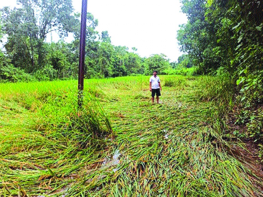 Loss of farmers due to heavy rains | अतिवृष्टीमुळे शेतकऱ्यांचे नुकसान