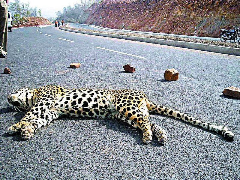 Due to the death of six leopard vehicles in the eleven months on the highway in Nashik district | नाशिक जिल्ह्यात अकरा महिन्यांत हायवेवर सहा बिबट्यांचा वाहनांच्या धडकेत मृत्यू