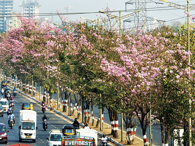 Not only Kashmir, but Mumbai ...; 6 thousand 500 'spring queen' trees in the municipal area | काश्मीर नव्हे, ही तर मुंबई...; महापालिका क्षेत्रात ६ हजार ५०० ‘बसंत रानी’ वृक्ष