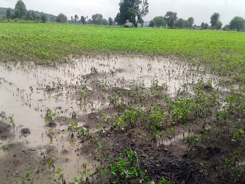 Stormy rain lashed Vidarbha, Marathwada again, crops were damaged in places, trees were uprooted. | विदर्भ, मराठवाड्याला पुन्हा वादळी पावसाने झोडपले, ठिकठिकाणी पिके झाली आडवी