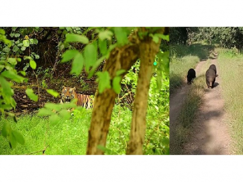 Crowd of tourists for jungle safari, elephant safari going on in different parts of Melghat Tiger Reserve | मेळघाट व्याघ्र प्रकल्पाला शेकडो पर्यटकांची पसंती, जंगल सफारीला गर्दी