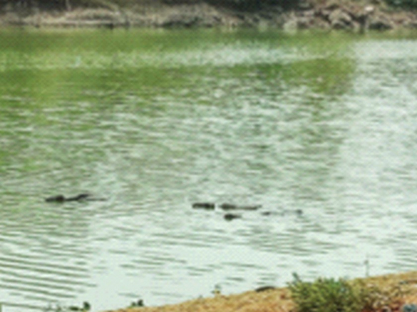 Birwadi period green color of river basin water | बिरवाडी काळ नदीपात्रातील पाण्याला हिरवा रंग