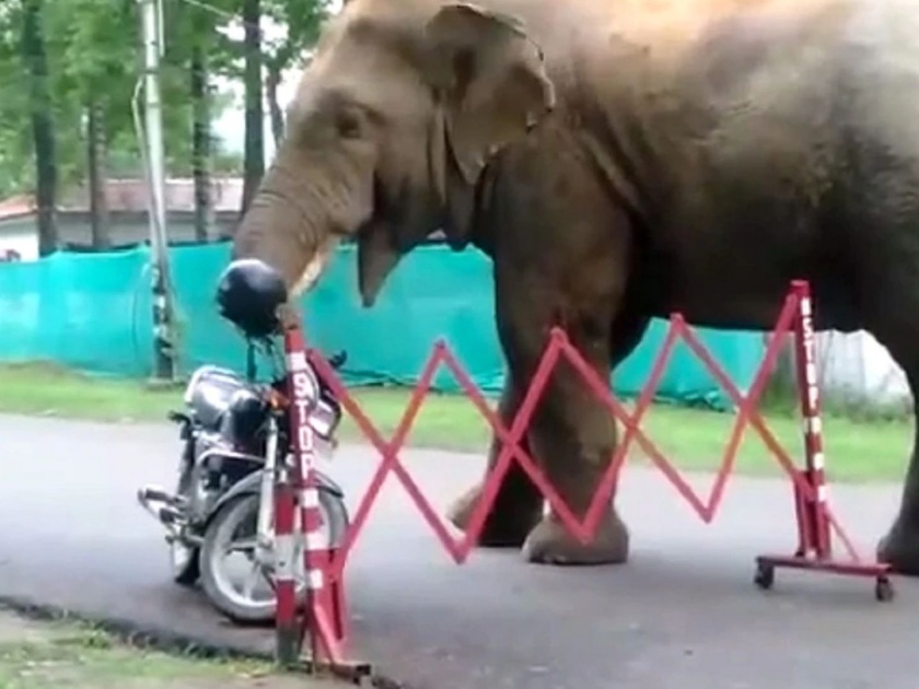 Horrible video: Helmet on bike; elephant ate it understanding as a fruit | Horrible video: बाईकवर ठेवले होते हेल्मेट; हत्तीने फळ समजून खाल्ले, अन्...