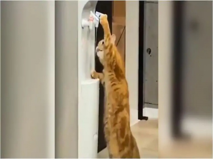 Cat drinking water from cooler in viral video | Video : तहानलेल्या मांजरीनं असं काही केलं....; 'आत्मनिर्भर' मनीमाऊचा व्हिडीओ व्हायरल