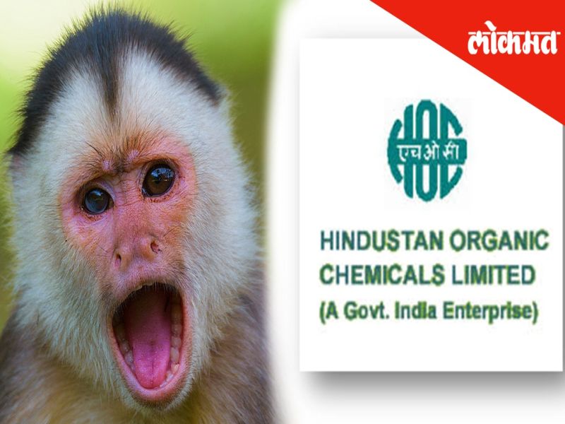 Exclusive: The bodies of 30 monkeys and 16 birds found in the HOC company of chemicals | Exclusive: रसायनीतल्या एचओसी कंपनीत सापडले ३४ माकडांचे आणि १४ पक्ष्यांचे मृतदेह