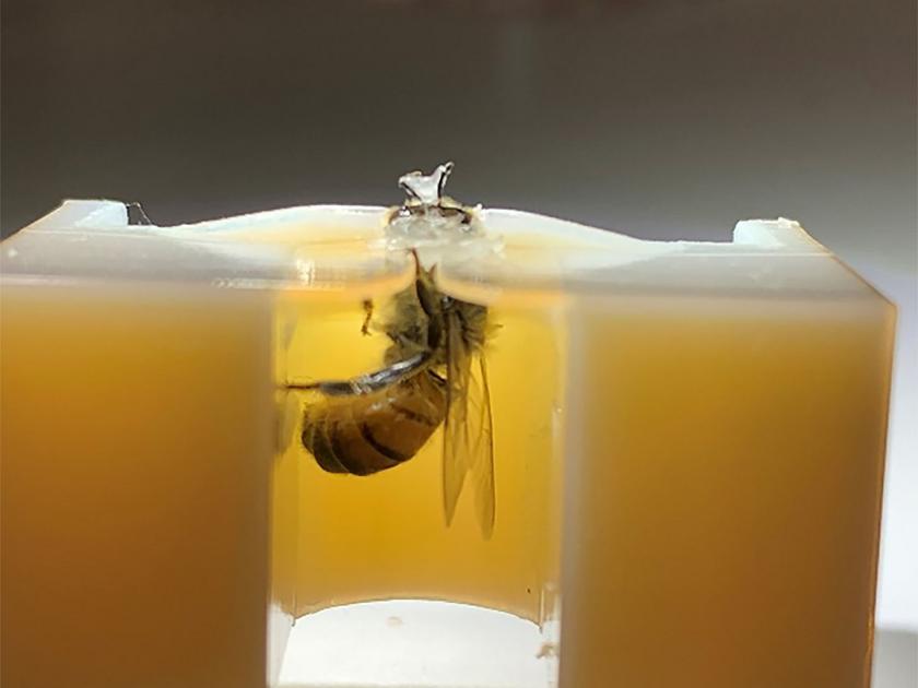 Diagnosis of lung cancer possible with the help of honey bees | मधमाशी सांगेल छातीच्या भात्याची कळा; फुप्फुसाच्या कर्करोगाचे निदान मधमाशांच्या मदतीने शक्य