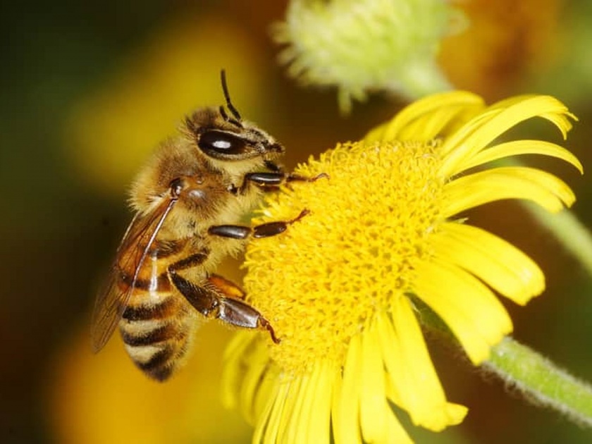 Due to bees, natural water resources research in the forest | मधमाश्यांमुळे लागला जंगलातील नैसर्गिक पाणीस्रोताचा शोध