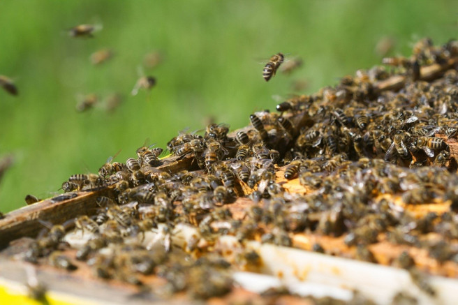 Farmer family beekeeper attack; One killed, three seriously injured | शेतकरी कुटुंबावर मधमाशांचा हल्ला; एकाचा मृत्यू, तीन गंभीर जखमी