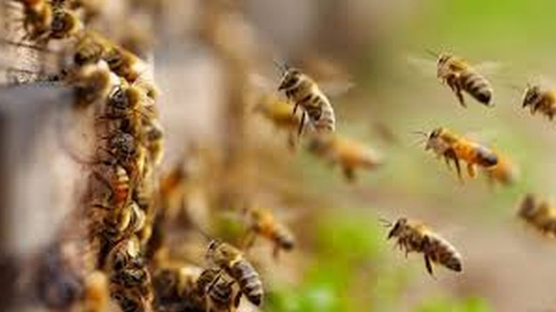 Honey Bee attack on farm laborers in Patur Taluka | शेतात काम करणाऱ्या मजुरांवर मधमाशांचा हल्ला