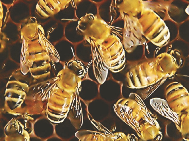 Honey Bees attack on 148 students of adventure camp | साहसी शिबिरातील १४८ विद्यार्थ्यांवर मधमाशांचा हल्ला