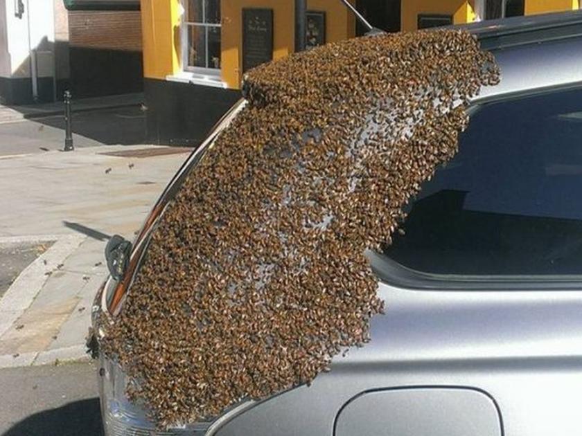 America swarm of bees follows car for 2 days because queen trapped in car | आपल्या 'राणी'ला वाचवण्यासाठी मधमाशांच्या घोळक्याने दोन दिवस केला एका कारचा पाठलाग!