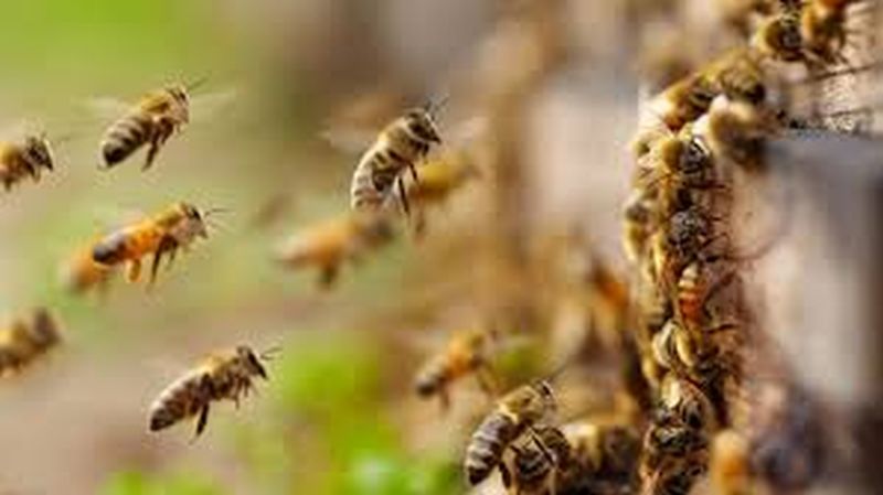 Woman killed in honey bee attack | मधमाशांच्या हल्ल्यात महिलेचा मुत्यू