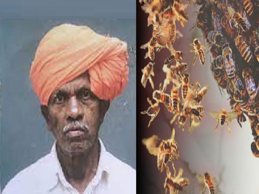 Former Chairman of Chandgad Panchayat Samiti dies in attack by Honey bee | Kolhapur: मधमाश्यांच्या हल्ल्यात चंदगड पंचायत समितीच्या माजी सभापतींचा मृत्यू