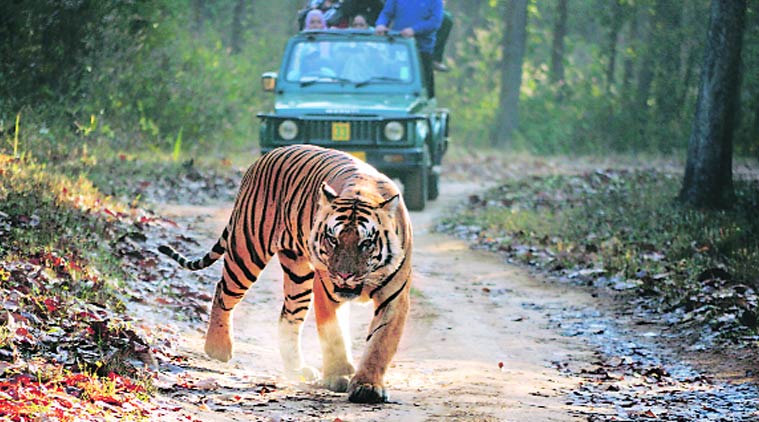 Hope of Tiger Corridor! | ‘टायगर कॉरिडॉर’च्या आशा पल्लवित!