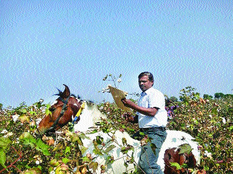 Shankar, the staff of the farm workers, from the horse | घोड्यावरून बोंडअळीचे पंचनामे, कृषी कर्मचा-यांची शक्कल