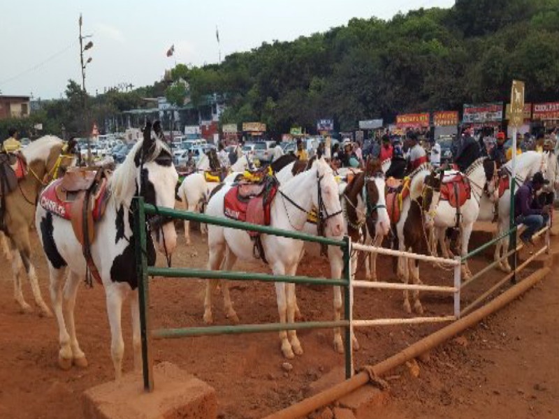 Mahabaleshwar does not want horse riding Feces spread disease | महाबळेश्वरला घोडेस्वारी नको रे बाबा! विष्ठेमुळे पसरतेय रोगराई