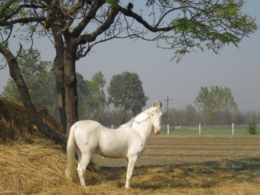 There will be a record turnover in the horse market of Sarangkheda Yatra this year | सारंगखेडा यात्रेतील घोडे बाजारात यंदा विक्रमी उलाढाल होणार