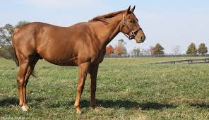 2 kg tumor removed from the bladder of the horse, successful surgery by veterinary doctors | घोड्याच्या मूत्राशयाजवळून काढली ३ किलोची गाठ, पशुवैद्यकीय डॉक्टरांकडून यशस्वी शस्त्रक्रिया