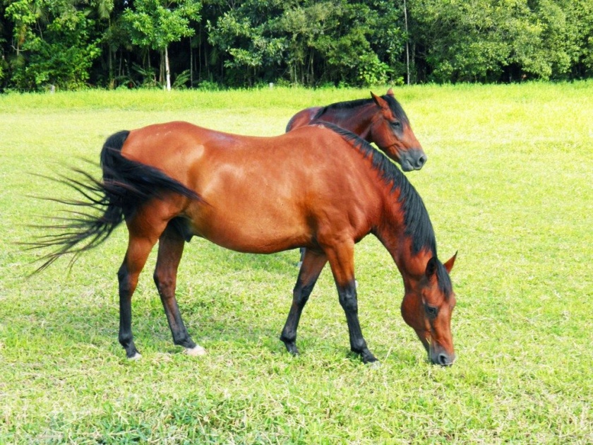 Horse Faction at Rajapur | राजापूर येथे घोड्यांचा उपद्रव