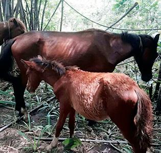 One injured in mishap clash | मोकाट घोड्याच्या धडकेत एकजण जखमी
