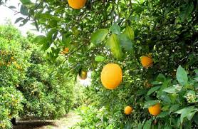 Funding delay for fruit cultivation related scheme | रोहयोशी निगडित फळझाड लागवडीचा निधी मिळेना