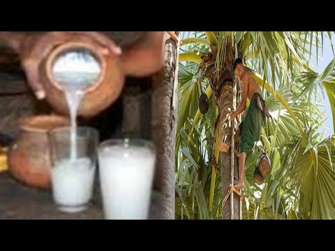 Chloral hydrate, a mixture of cannabis in the deadly Solapuri palm | धक्कादायक; जीवघेण्या सोलापुरी ताडीमध्ये क्लोरल हायड्रेट, गांजाचे मिश्रण