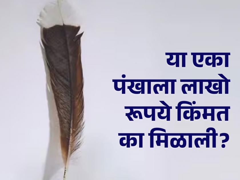 लाखो रूपयांना विकलं गेलं 'या' पक्ष्याचं एक पंख, जाणून घ्या कारण