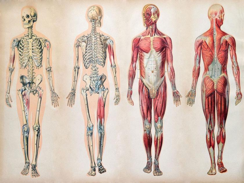 Do you know these interesting facts about human body | तुमच्या शरीराबाबतच्या अशा गोष्टी ज्यांचा तुम्ही कधी विचारही केला नसेल, बसेल आश्चर्याचा धक्का!