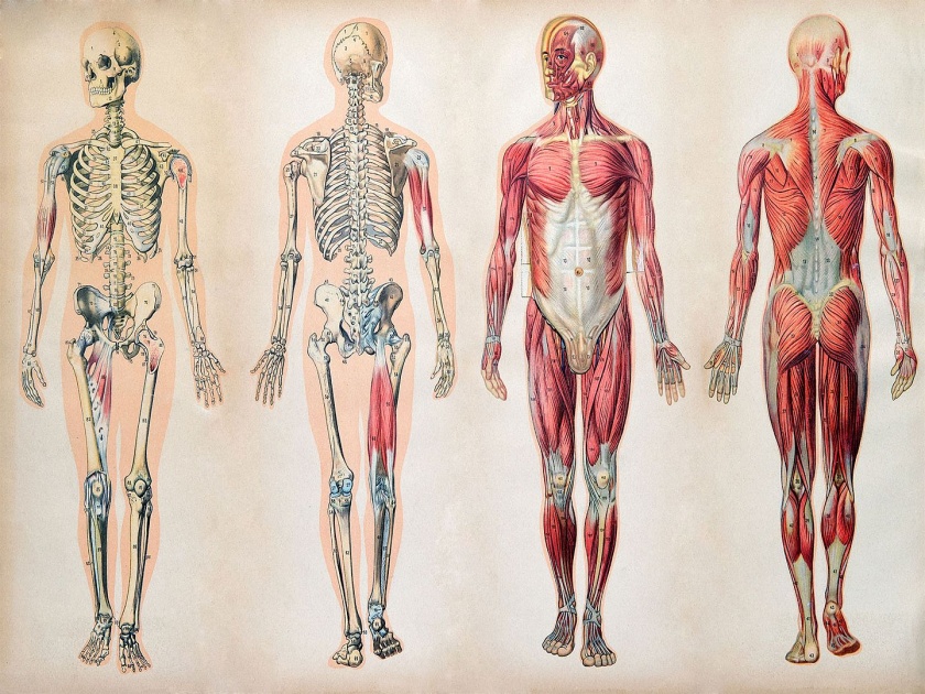 Do you know these Interesting facts about human body? | तुमच्या शरीराबाबतच्या अशा गोष्टी ज्यांचा तुम्ही कधी विचारही केला नसेल, बसेल आश्चर्याचा धक्का!