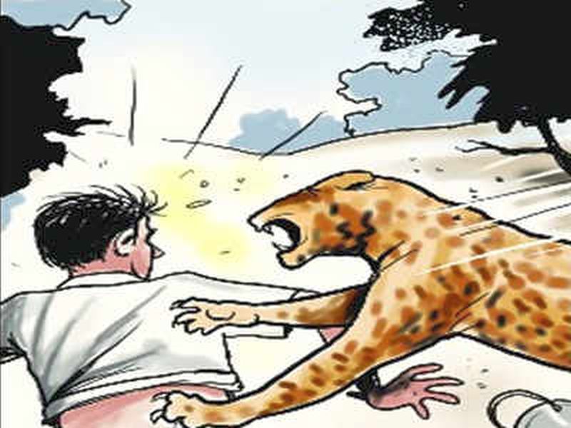 The challenge of the human-leopard struggle before the newly appointed ‘honorary warden’ | नवनियुक्त ‘मानद वन्यजीव रक्षकां' पुढे मानव-बिबट्या संघर्षाचे आव्हान