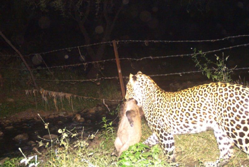 In Ambazari leopard hunted wild boar | अंबाझरीत बिबट्याने केली जंगली डुकराची शिकार