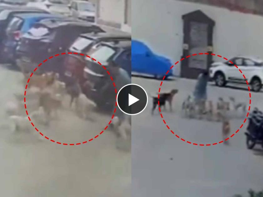 hyderabad manikonda women 15 stray dog attack during morning walk video goes viral on social media | महिलेला एकाच वेळी १५ भटक्या कुत्र्यांनी घेरले अन् ; घटनेचा चित्तथरारक VIDEO व्हायरल 