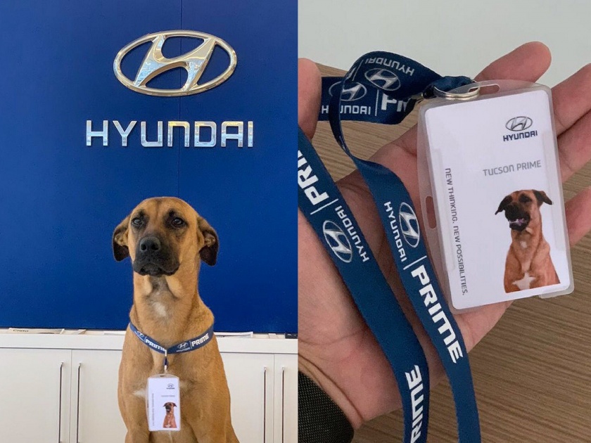 hyundai-hires-dog-tucson-salesman-selling-cars-in-brazil-showroom | Hyundai ने चक्क कुत्र्याला दिली सेल्समनची नोकरी; ग्राहकांचा बनला लाडका