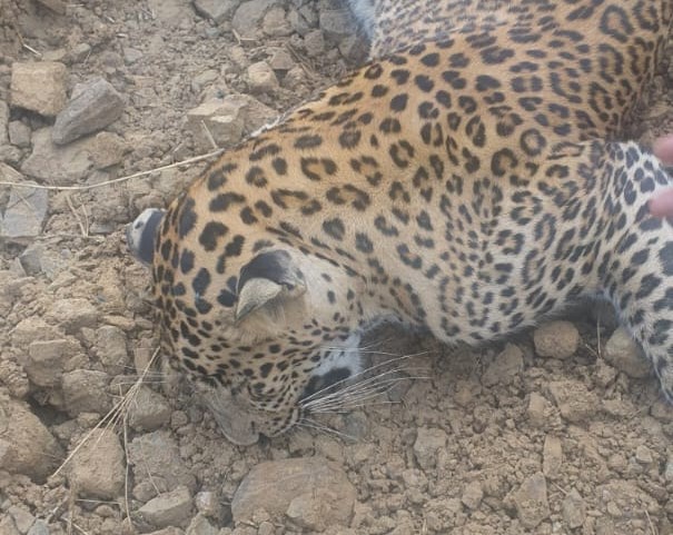 The body of a leopard was found in front of the toll plaza in ghod bandar mumbai | टोल नाक्यापुढे बिबट्याचा मृतदेह आढळला, वनविभागाने घेतली धाव