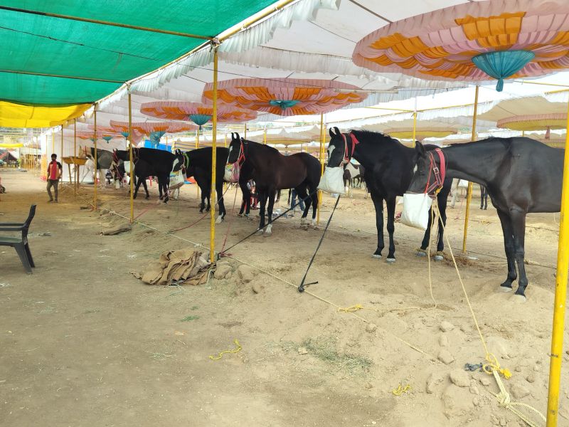 1200 horses entered for sale in Sarangkhedi even before the start of the yatra | यात्रा सुरू होण्यापूर्वीच सारंगखेड्यात १२०० घोडे विक्रीसाठी दाखल