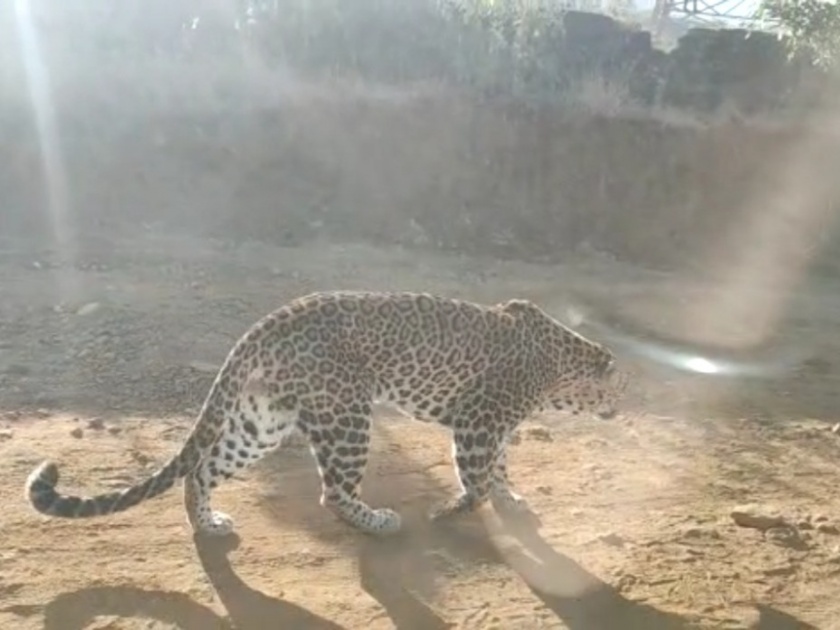 leopard sighting in igatpuri taluka | इगतपुरी तालुक्यात बिबट्याचे दर्शन